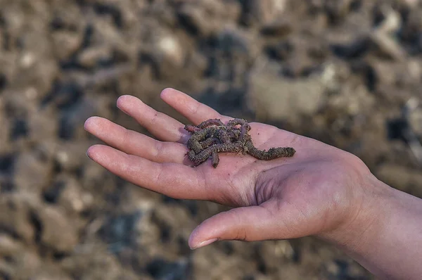 Girl hand holding earthworms in hand on blurred background of excavated earth.