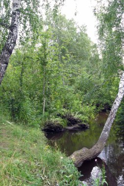 Huş ağacı, River Bank, sahil, doğa, güzel orman, yaz, çoğunlukla bulutlu, nehirde su