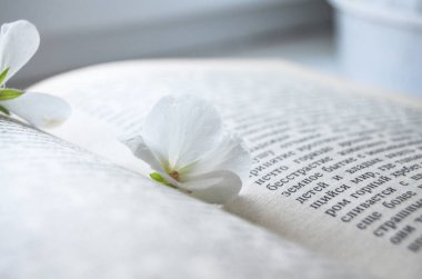 Kitaptaki beyaz çiçek.