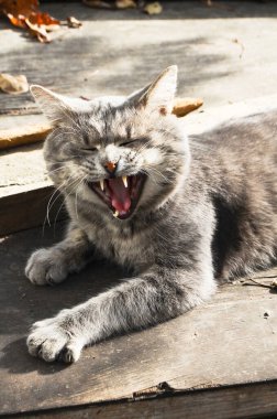 Akşam güneşinde bir kedinin kükremesi