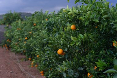 Campo de naranjos en la huerta Valenciana