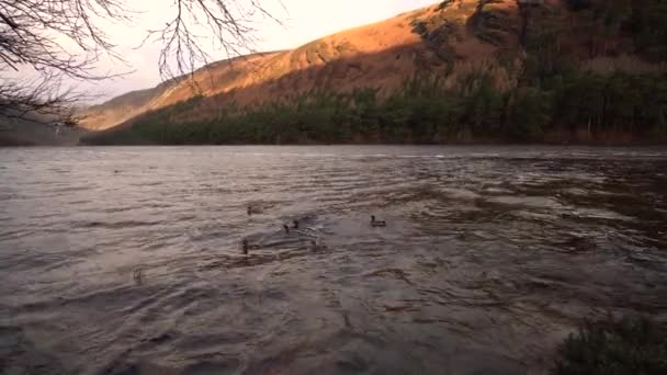 Lago Glendalough Wicklow Irlanda Hora Dorada Con Patos Agua Las — Vídeo de stock