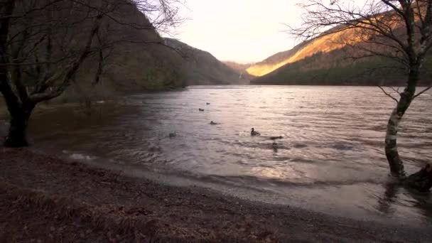 Lake Glendalough Wicklow Ireland Golden Hour Ducks Water Mountains Background — Stock Video