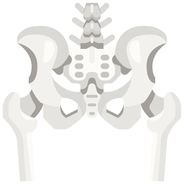 Anatomia Osso Quadril Ícone —  Vetores de Stock