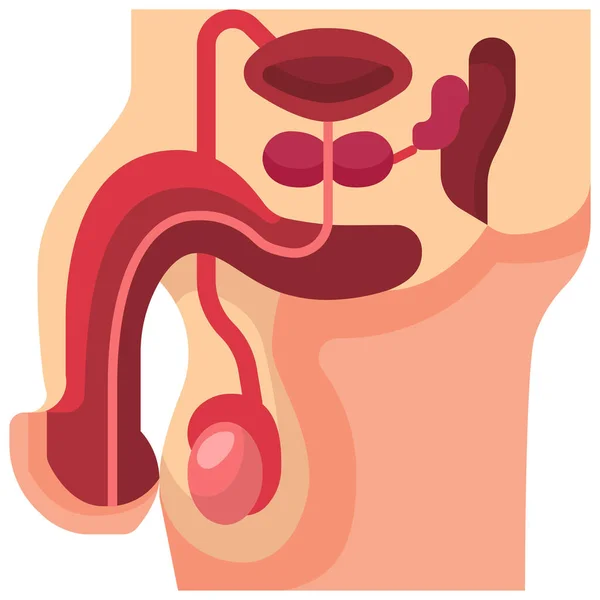 Anatomía Cuerpo Icono Médico — Vector de stock