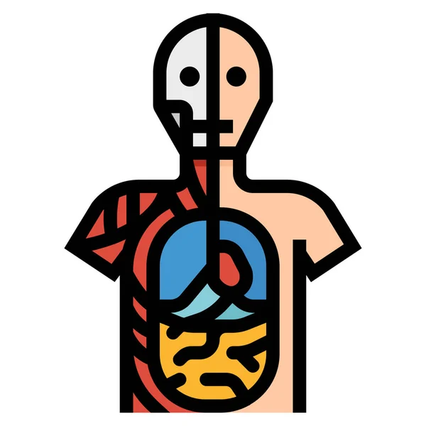 Anatomia Anatômica Ícone Humano Estilo Esboço Preenchido —  Vetores de Stock