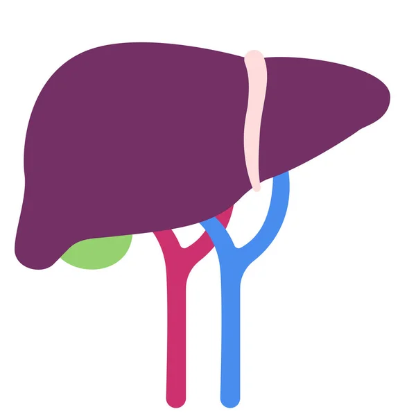 Icono Humano Hepático Del Cuerpo — Archivo Imágenes Vectoriales