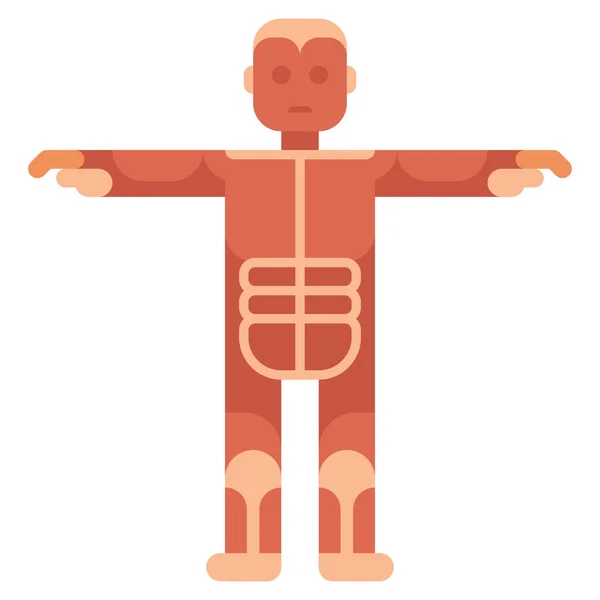 Анатомия Медицинская Мышечная Икона Больницах Здравоохранении — стоковый вектор