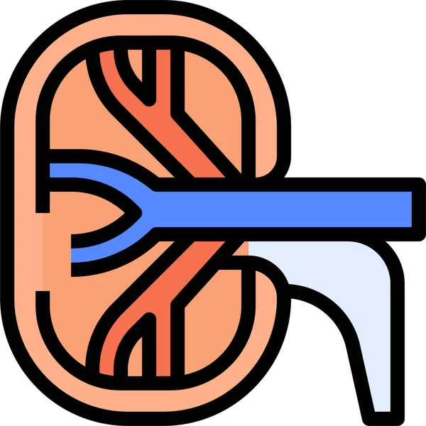 Anatomy Internal Kidney Icon Filledoutline Style — Stock Vector