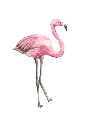 Flamingo suluboya çizimi. Beyazda izole edilmiş. Hayvanlar, vahşi yaşam, güzel kuş, hayvanat bahçesi. Pembe çizim. Tasarım elemanları. Cennet tropik sembolü.