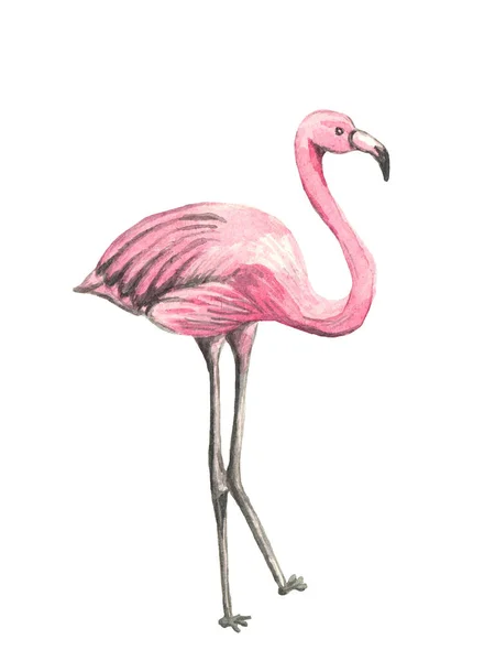 Εικονογράφηση Υδατογραφίας Flamingo Απομονωμένο Λευκό Ζώα Άγρια Ζωή Όμορφο Πουλί — Φωτογραφία Αρχείου