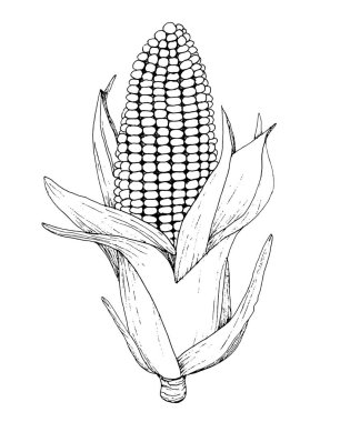 El çizimi mısır çizimi. İzole edilmiş sebze oymalı nesne. Ayrıntılı vejetaryen yemek çizimi, siluet. Çiftlik pazarı ürünü. Menü, etiket, simge için harika. Tek renkli mısır dizaynı