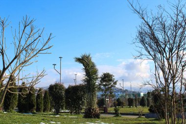 Erken bahar manzarası: Mavi gökyüzü, palmiye ağaçları ve kalın ağaçlar
