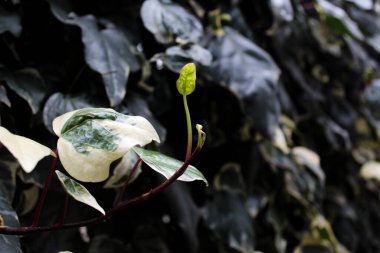 Doğal sarmaşık ağacı ayrıntılı arkaplan