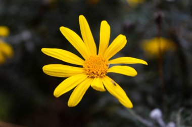 Marşlar ya da mısır papatya sarısı büyük çiçek arkaplanı