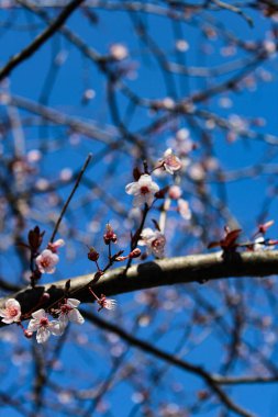 Mavi arkaplanda beyaz kiraz çiçekleri olan bir dal.