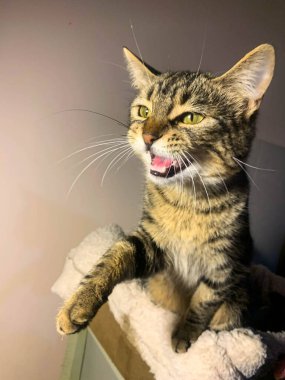 Kameraya poz veren sevimli kedi.