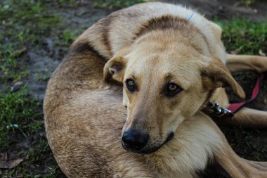 Çok üzgün gözlü köpek sahibini bekliyor.