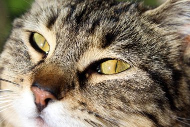 Kocaman kedi yüzlü, sarı gözlü.