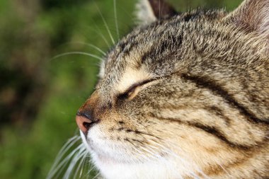 Kedi portresi detaylandırıldı