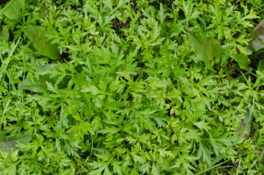 Gündüz vakti taze yeşil çimen arka planı