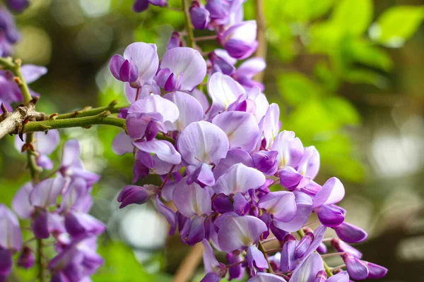 Lila bunte Frühling Sommer Hintergrund — Stockfoto