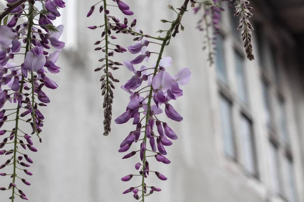 Rami lilla di fiore di glicine appeso dall'alto di fronte alla casa — Foto Stock