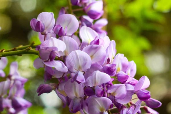 Schöne lila bunte Frühling Sommer Hintergrund — Stockfoto