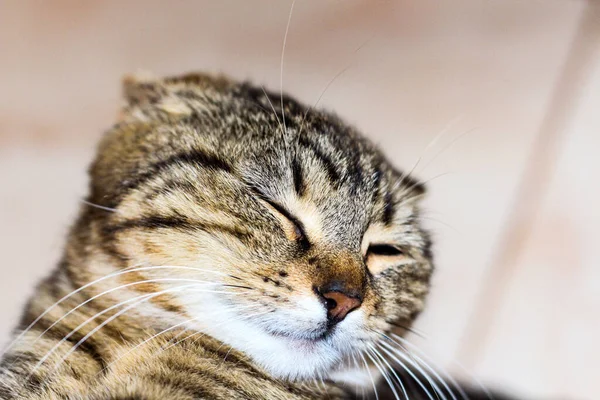 Gato cerrar retrato con los ojos cerrados — Foto de Stock