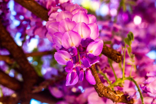 Piękne fioletowe różowe kolory wisteria kwiat w słońcu wczesnym rankiem — Zdjęcie stockowe