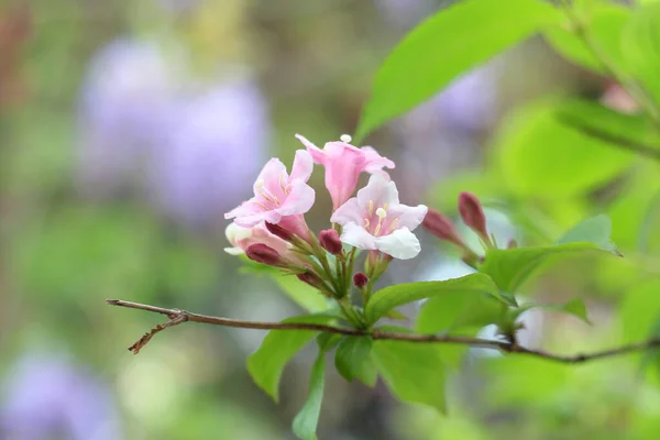 Sfondo naturale fresco con un ramo di foglie verdi e fiori bianchi rosa carino — Foto Stock