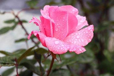 Su damlalı bir gülün dokulu arkaplanı