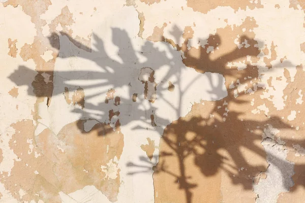 Plant schaduw silhouet — Stockfoto