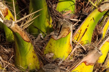 Doğal palmiye ağacı kabuğu desenli arka plan