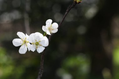 Beyaz çiçeklerin açtığı doğal koyu bir zemin.