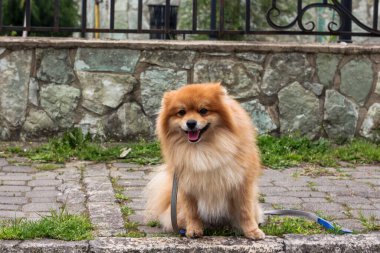Komik bir Pomeranya köpeğinin portresi 