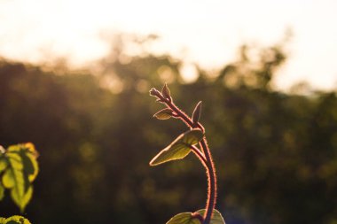 Sıcak renklerde yaz günbatımı arkaplanı
