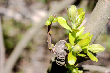 Yeşil yapraklı doğal bir arka plan.
