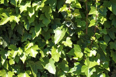 Yaz mevsimi doğal taze sarmaşık arkaplanı