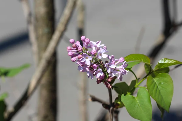 Sommerfrischer Hintergrund mit lila Blüten und grünen Blättern — Stockfoto