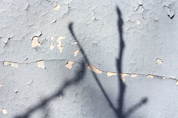 회색의 푸른 빈티지 나무 가지에 의해 형성 된 그림자와 함께 배경이 갈라지다 — 스톡 사진