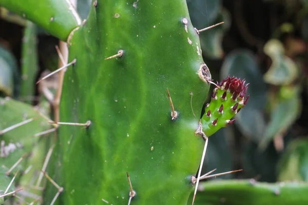 Fondo texturizado con cactus madre y su hijo cactus — Foto de Stock