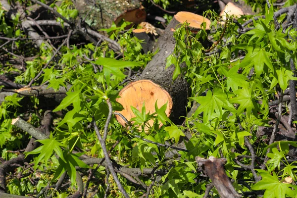 Skogsträd grenar och träd löv texturerad naturlig bakgrund — Stockfoto