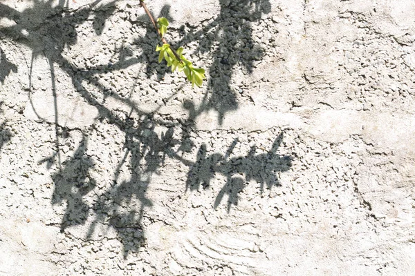 Licht grijze ruwe muur achtergrond met het silhouet van boombladeren — Stockfoto