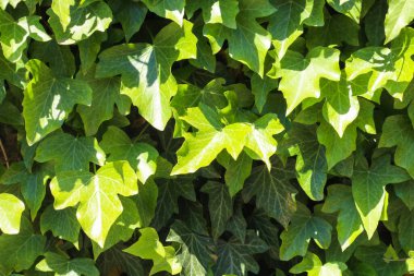 Taze yeşil yeşillik arka planı