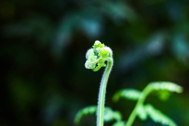 Yeni doğmuş taze yeşil arka plan