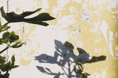 Büyük yaprakları olan ve gölgeli gölgeler bırakan eski bir duvarın arka planı 