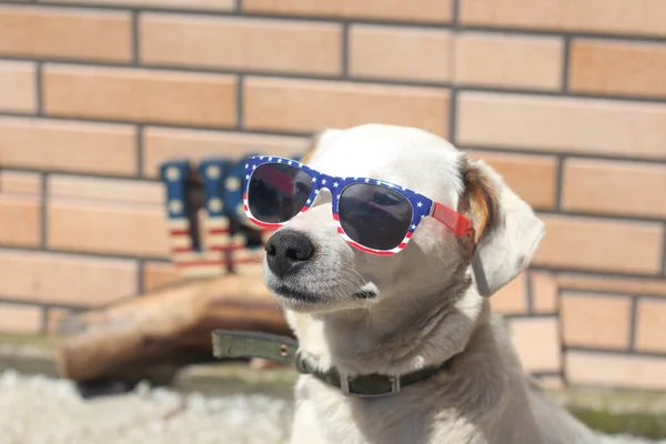 Um retrato de um cão pronto para o dia da independência — Fotografia de Stock