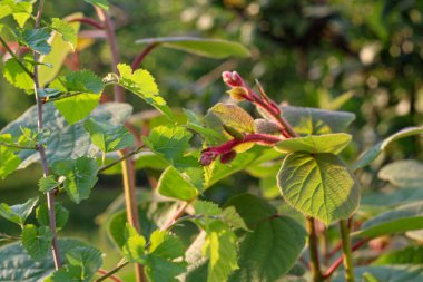Taze tarım arka planında gün batımı sıcak renklerde
