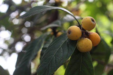 Loquat meyvesi olgunlaşıyor.
